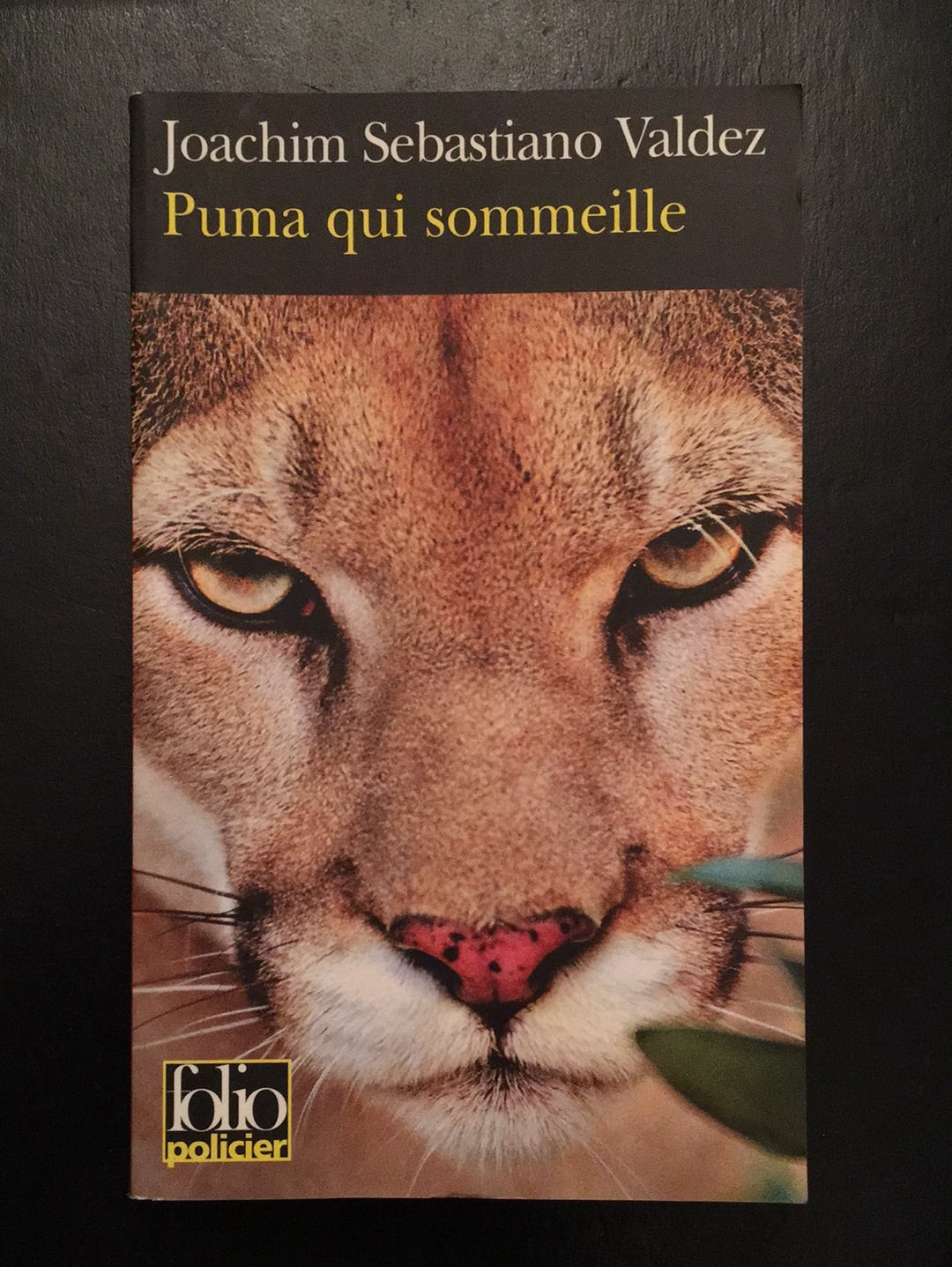 PUMA QUI SOMMEILLE